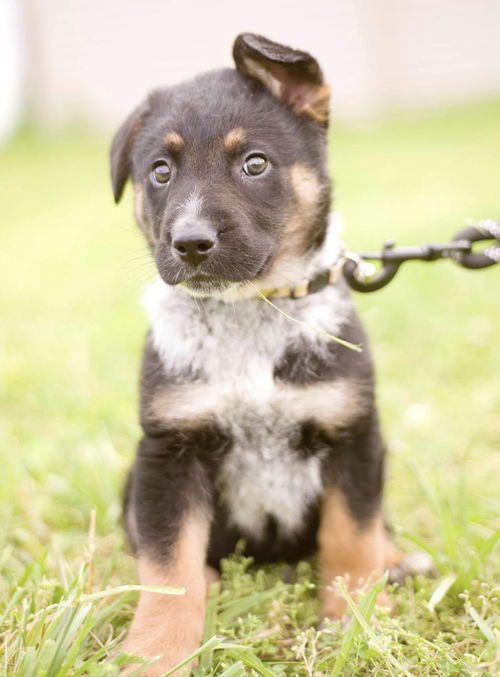 Tyson