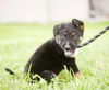 Tyson