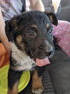 Tyson