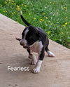 Fearless