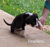 Fearless