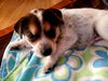 Theia pup Nyx