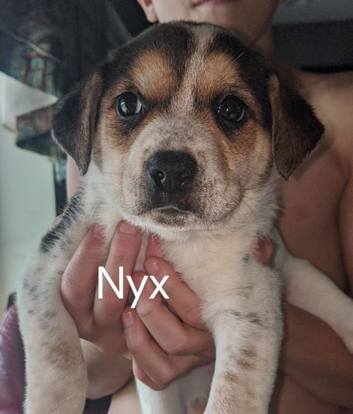 Theia pup Nyx
