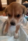 Theia pup Kallea