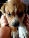 Theia pup Kallea