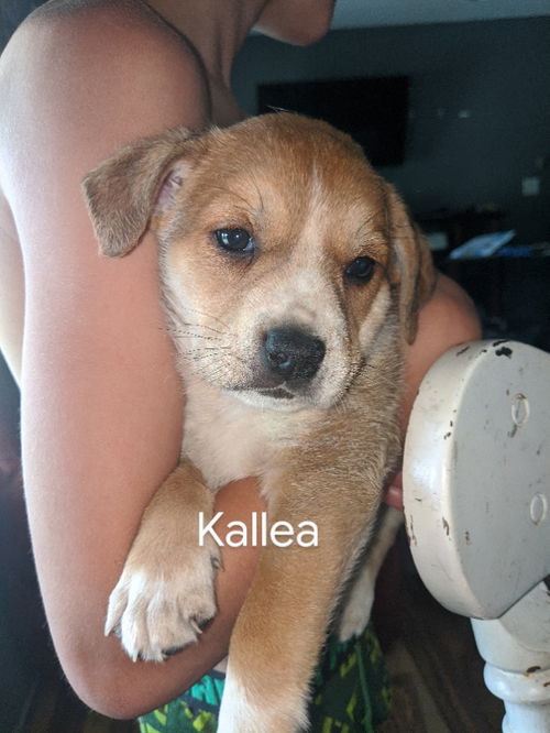 Theia pup Kallea