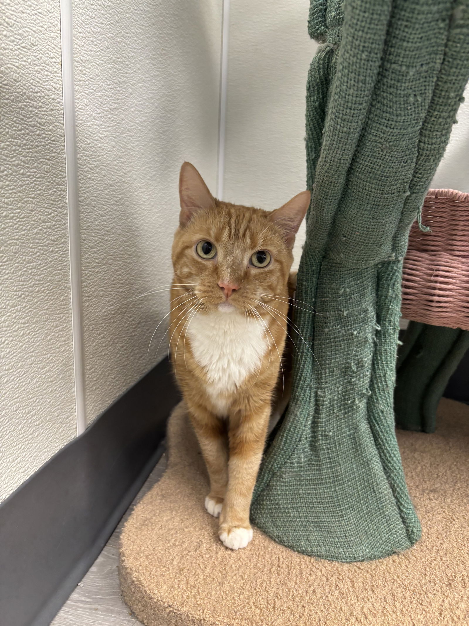adoptable Cat in Georgetown, KY named Maisy- Must Apply in Person