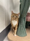 Maisy- Must Apply in Person