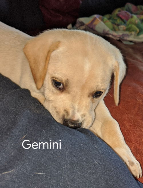 Gemini