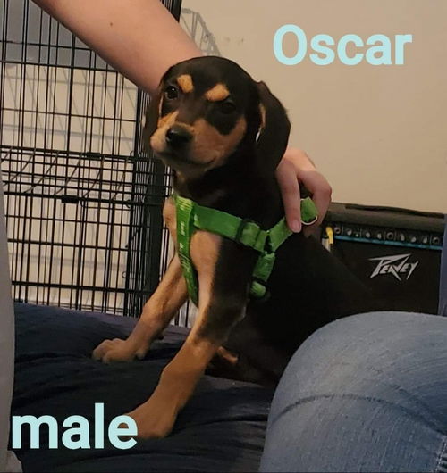 Oscar