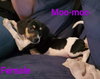 Moo-Moo