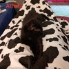Athos