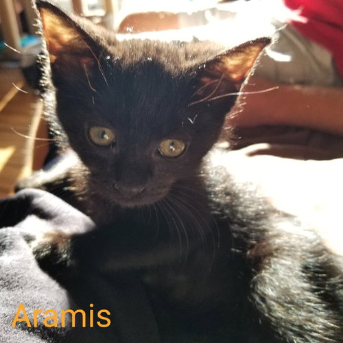 Aramis