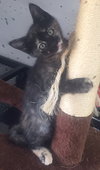 Sloane