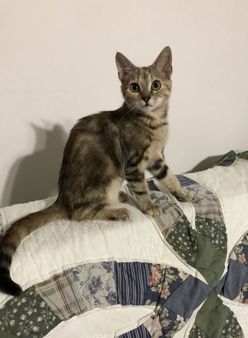 Ember