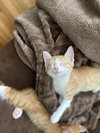 Finn