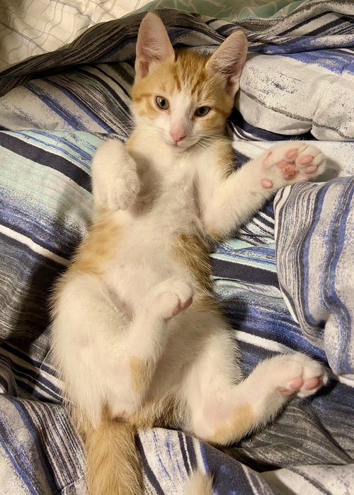Finn