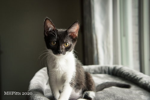 Freya