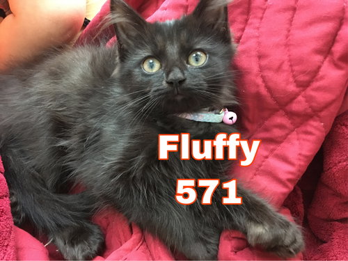 Fluffy