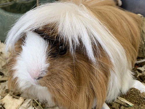 Nibbler