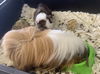Nibbler