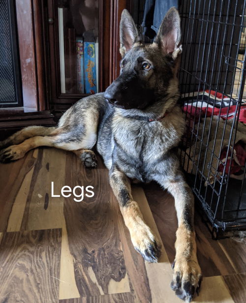 Legs