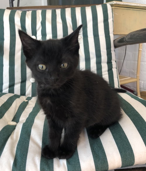 Artemis