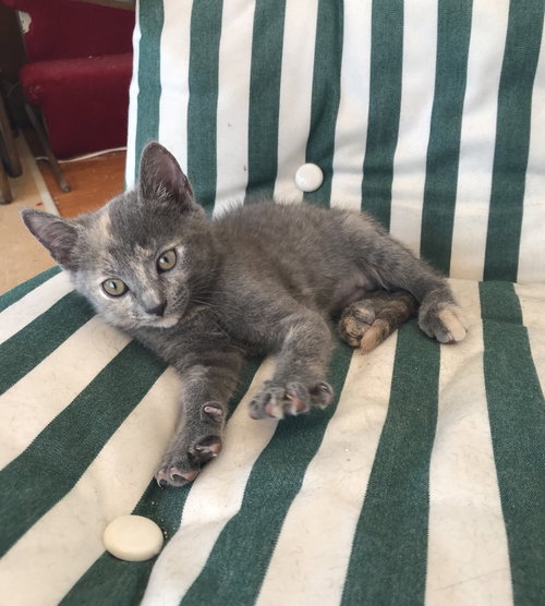 Athena