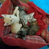 Bonnie