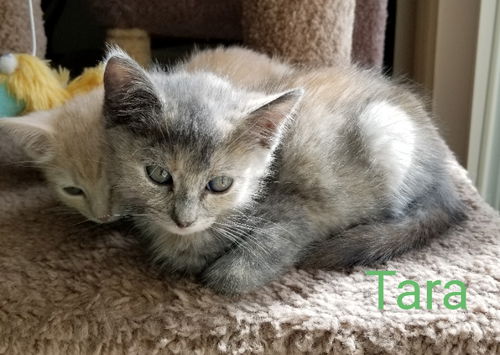 Tara