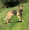 Sarge Ball