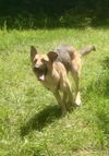 Sarge Ball