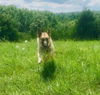 Sarge Ball