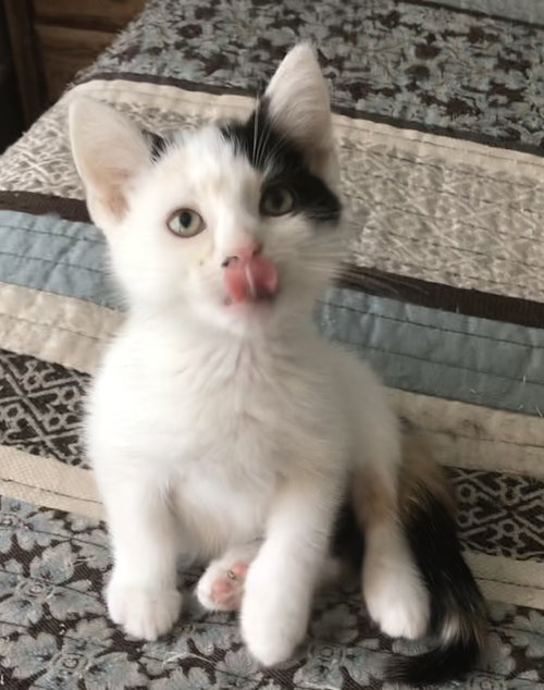 Juno