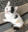 Juno