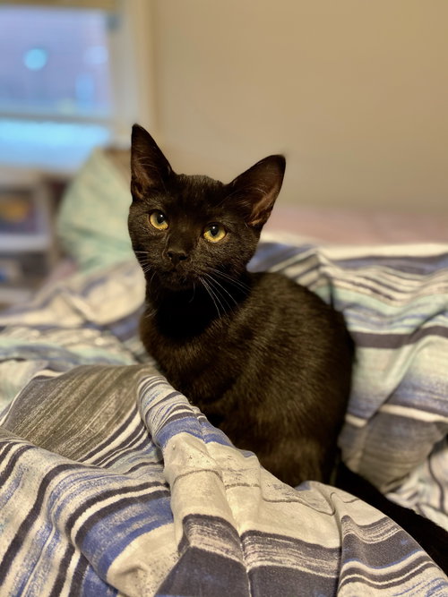 Apollo
