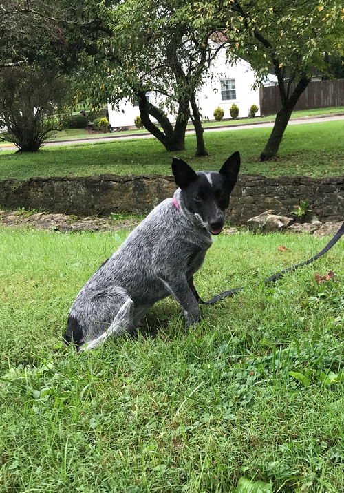 Sadie Sue