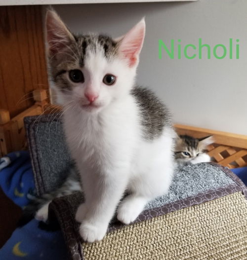 Nicholi