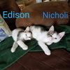 Nicholi