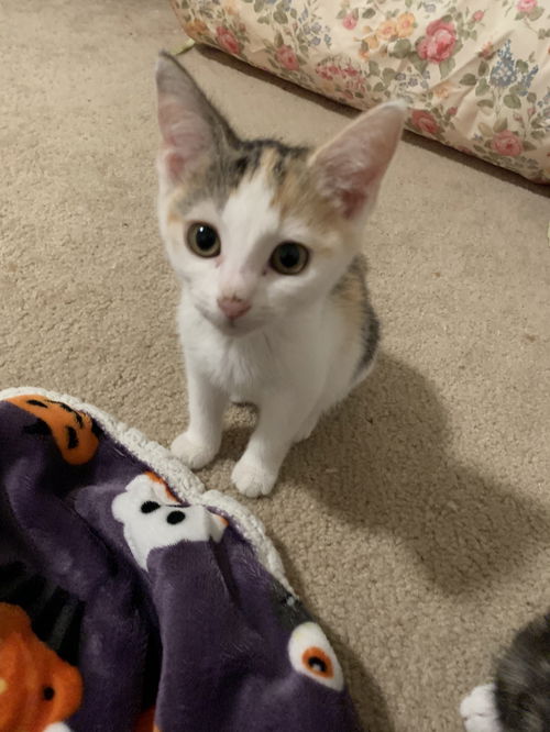 Ladybug