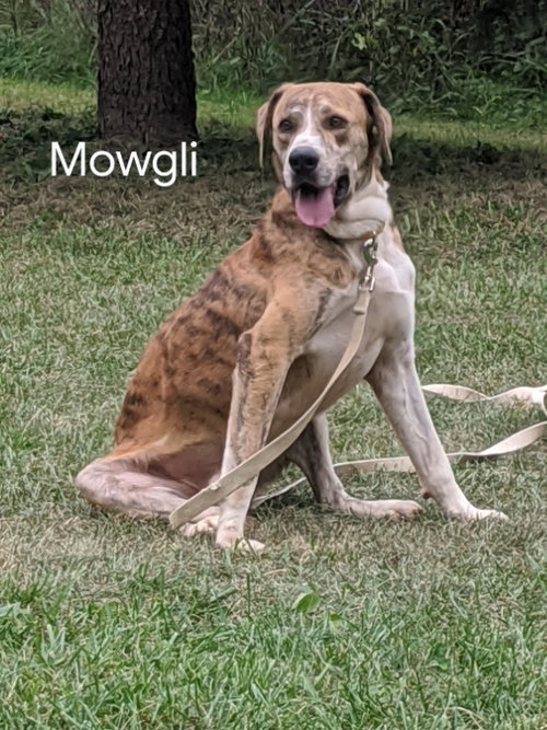 Mowgli