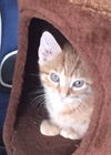 Tiddles