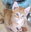 Tiddles