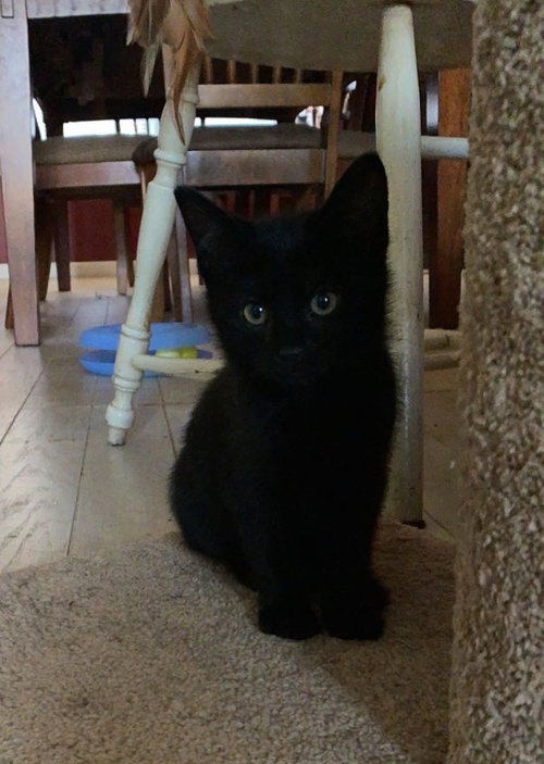 Junior