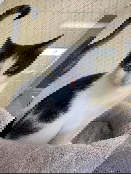 Elmer