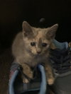 Missy