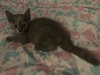 Missy