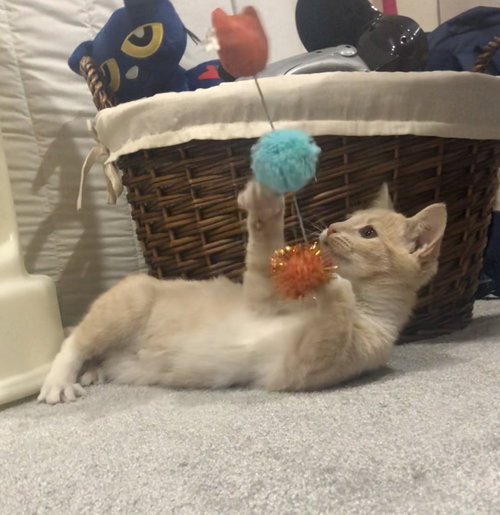 Bow