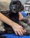Egypt