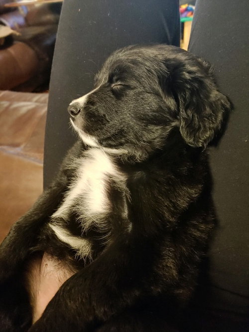Stella